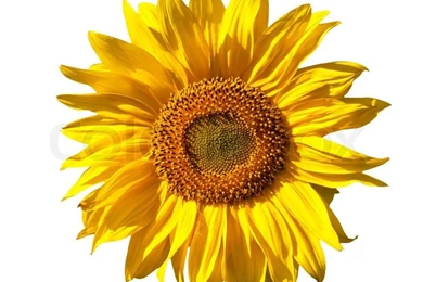 Yellow Sunflower Isolated On White Backgrounds Stock Photo