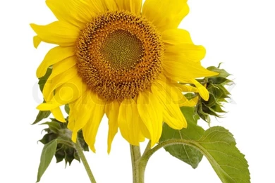 Sunflower Oil And Sunflower On White Backgrounds