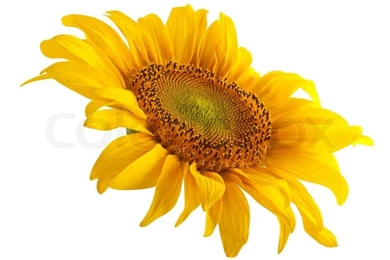 The Beautiful Sunflower Isolated On A White Backgrounds