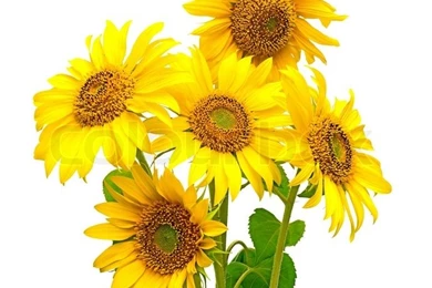 Five Sunflowers On A White Backgrounds Closeup Stock Photo