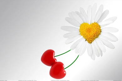 Sunflower Love And White Backgrounds Wallpapers