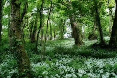 Wallpapers Map Of Germany Irish Scenery 1280x800