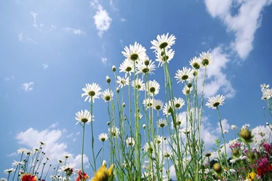 30+ Best 1080p HD Android Mobile Wallpapers (MUST SEE)