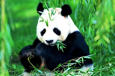 Cute Panda Popular HD Photos Free Wallpapers Party