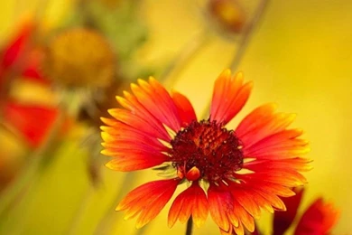 1080x1920 Flowers Close up Wallpapers HD