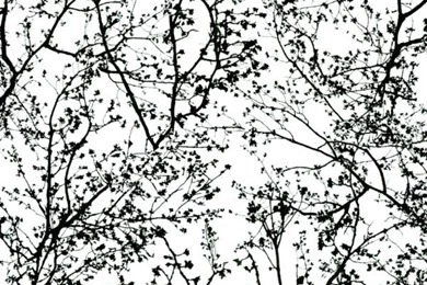 P&S International Graphic Black/White Paste The Wall Wallpapers ...