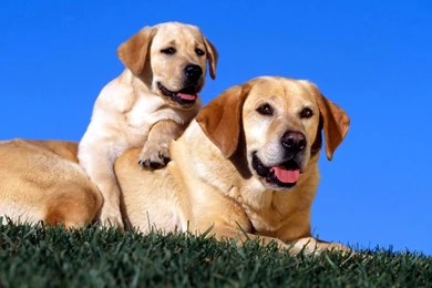 Puppies And Mom Dog Wallpapers HD / Desktop And Mobile Backgrounds