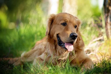 HD Beautiful Golden Retriever Dog Wallpapers HD 1080p Full Size ...