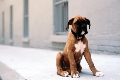 Download Free Boxer Dog Desktop Wallpapers   The Quotes Land