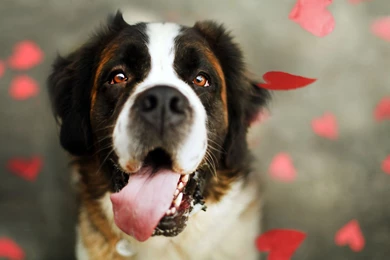 Bernese Mountain Dog Wallpapers Free Download