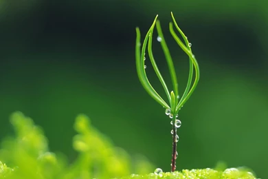 Green Grass With Water Drops Hd Desktop Wallpapers