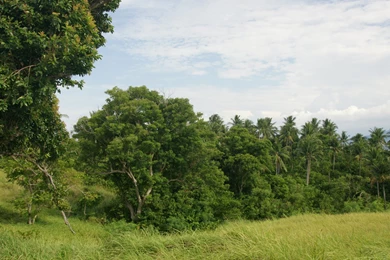 Backgrounds Trees   Wallpapers Zone