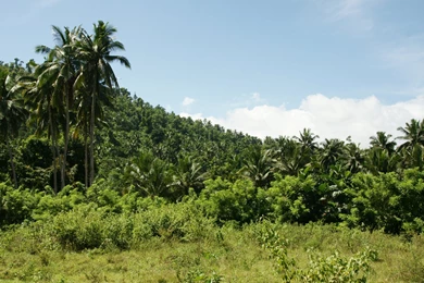 Backgrounds Trees   Wallpapers Zone