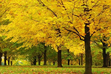 Wallpaper: Trees Wallpapers