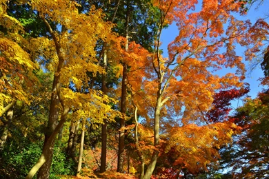 Fall_Trees_Background.png?m=1399676400