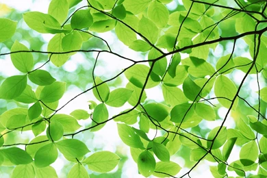 Tree Free PPT Backgrounds For Your PowerPoint Templates