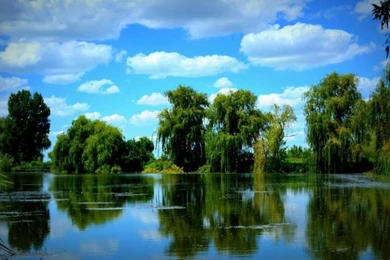 Trees Wallpaper,trees Wallpapers HD Wallpaper,pond Backgrounds HD ...