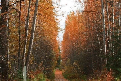 Download Footpath Wallpapers, Road Backgrounds, Trees, Autumn HD ...