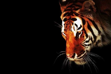 SuperHD.pics: Animals Black Backgrounds Tigers Wildlife Desktop ...