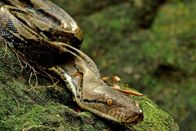 Asiatic Reticulated Python F1 Reptile Animal Photography Snake ...