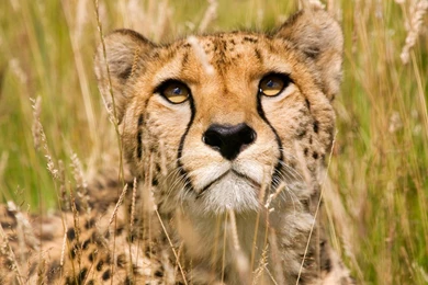 Wildlife Wallpapers — Free Full HD Wallpaper. Widescreen HQ ...