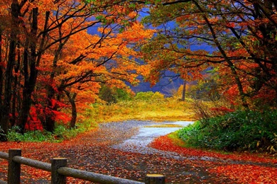 Winding Autumn Road (