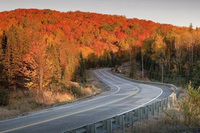 A Winding Road Through The Autumn Forest Wallpapers And Images ...