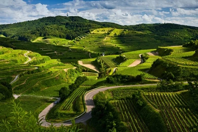 Winding Vineyard Road Windows 8 Wallpapers Wallpapers X