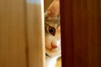 Free Cat Pics To Download Wallpapers 3d Hd Pictures.