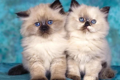 Hd Cute Cat Wallpapers Wallpapers Hd Free Wallpapers Desktop ...