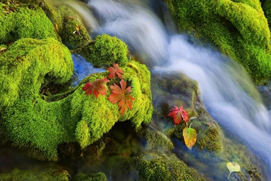 Cool Green Moss Wallpapers – Judging From Their Words, Hypocrisy Is ...