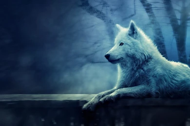 Wolves Backgrounds Wallpapers