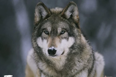A Selection Of 10 Images Of Wolves In HD Quality