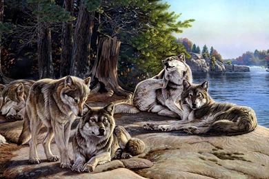 Pack Of Wolves Desktop Wallpapers   Images   Tbwnz.com