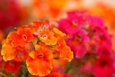 Flower Fall Wallpapers   HD Wallpapers