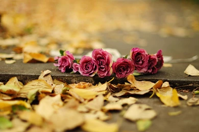 Autumn Flower HD Wallpapers ~ Toptenpack.com