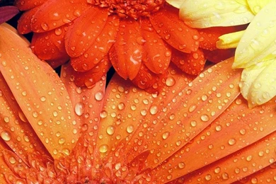 Fall Flowers 2016   Dr. Odd