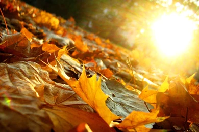 Wallpapers Nature Flower Leave Fall Flashlight Awesome 13   1600 X ...