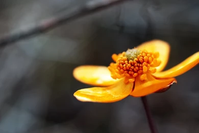 Wallpapers Nature Flower Leave Fall Flashlight Awesome 138 1920 X ...