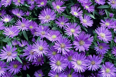 Fall Flowers To Have In Your Garden   Bash Photos