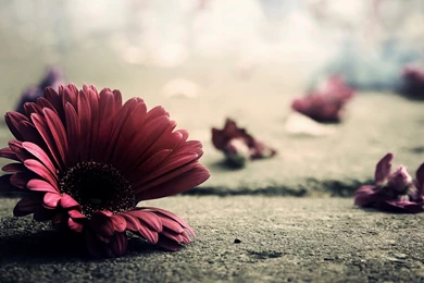 Download Wallpapers 2560x1440 Flower, Petals, Fragile, Fall ...
