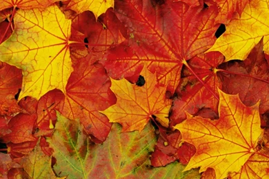 Wallpapers Nature Flower Leave Fall Flashlight Awesome 50   1920 X ...