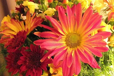 Flowers Purple Flowers Rose Collage Nature Flower Free Download ...