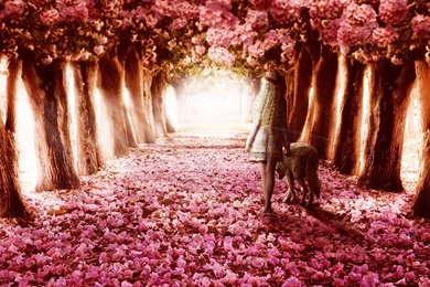 Fall Season Pink Flower Path Wallpaper, HQ Backgrounds