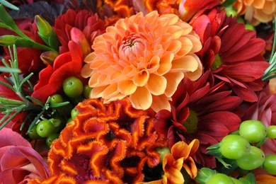 425x303px Fall Flowers Adorable Pictures For Free 49.75 KB