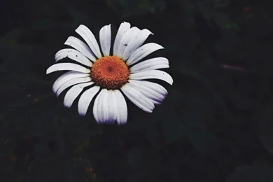 Flower   Image