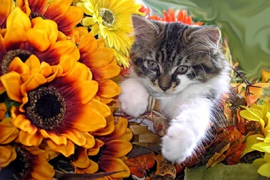 Adorable Cute Kitten In Yellow Fall Flower Basket   (