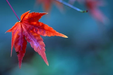 Fall Flower Images Images