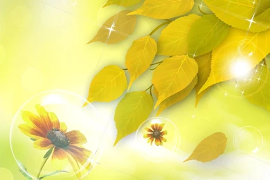 Fall Flower Bubbles >> HD Wallpaper, Get It Now!