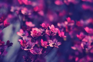 Desktop wallpaper hd 3d full screen flowers   HD Widescreen Wallpapers